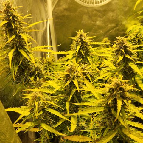 Big Devil Auto growlog timeline photo