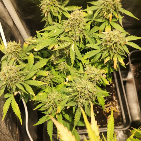 #2 Amnesia Buddha Seeds growlog timeline photo