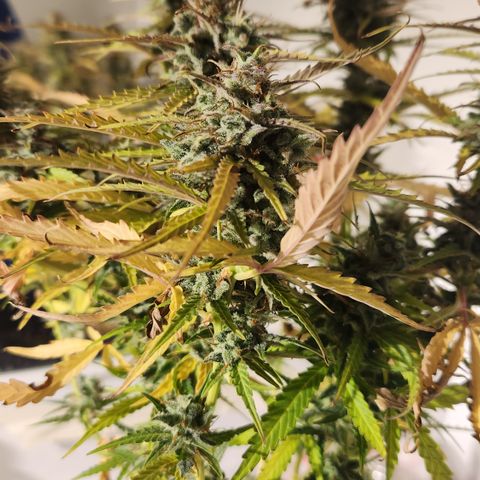 Big Devil Auto growlog timeline photo