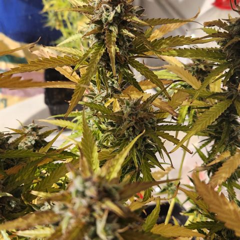 Big Devil Auto growlog timeline photo