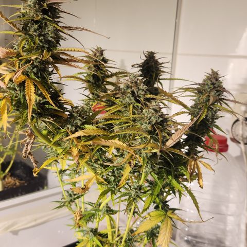 Big Devil Auto growlog timeline photo