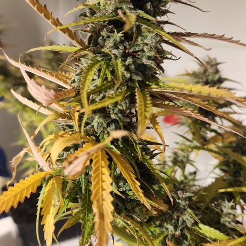 Big Devil Auto growlog timeline photo