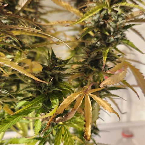 Big Devil Auto growlog timeline photo