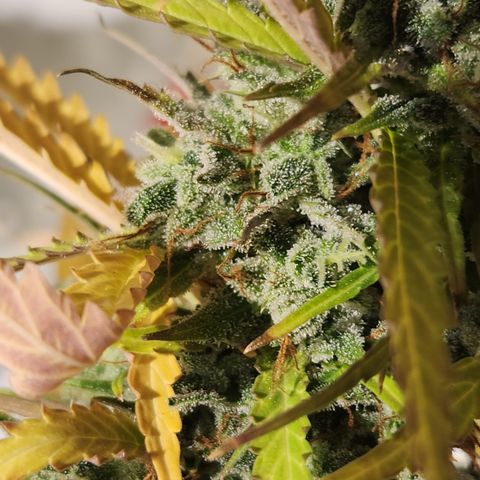 Big Devil Auto growlog timeline photo