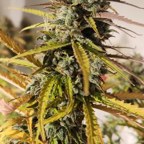 Big Devil Auto growlog timeline photo