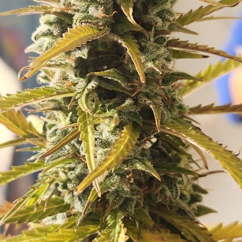 Big Devil Auto growlog timeline photo