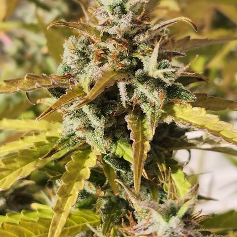 Big Devil Auto growlog timeline photo