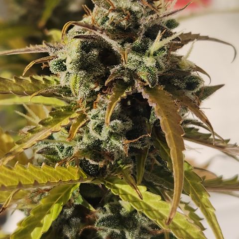 Big Devil Auto growlog timeline photo