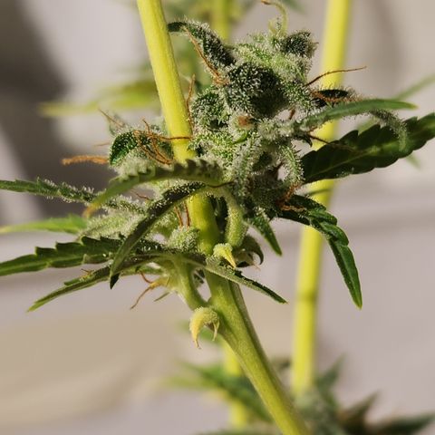 Big Devil Auto growlog timeline photo