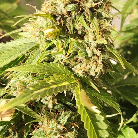 #2 Amnesia Buddha Seeds growlog timeline photo
