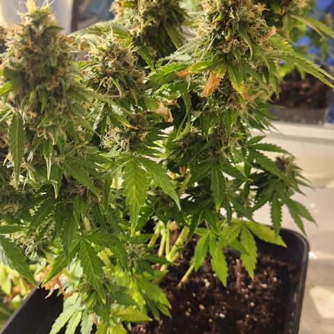 #2 Amnesia Buddha Seeds growlog timeline photo