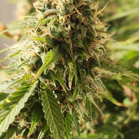#2 Amnesia Buddha Seeds growlog timeline photo