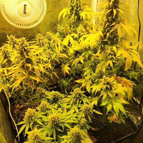 Big Devil Auto growlog timeline photo
