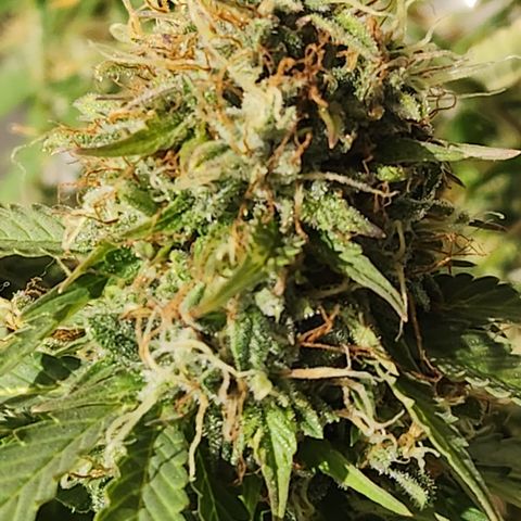 #2 Amnesia Buddha Seeds growlog timeline photo