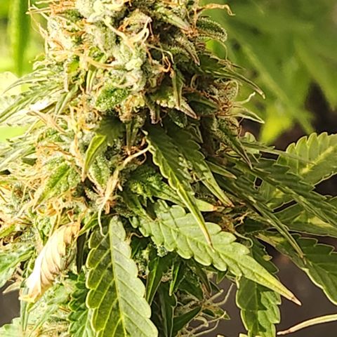 #2 Amnesia Buddha Seeds growlog timeline photo