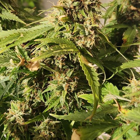 #2 Amnesia Buddha Seeds growlog timeline photo