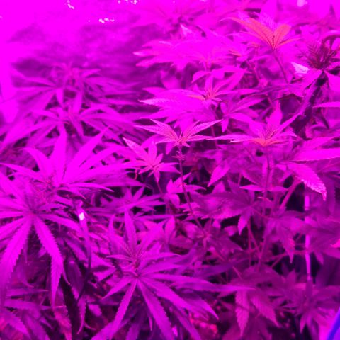 Y Griega Fem #1 growlog timeline photo