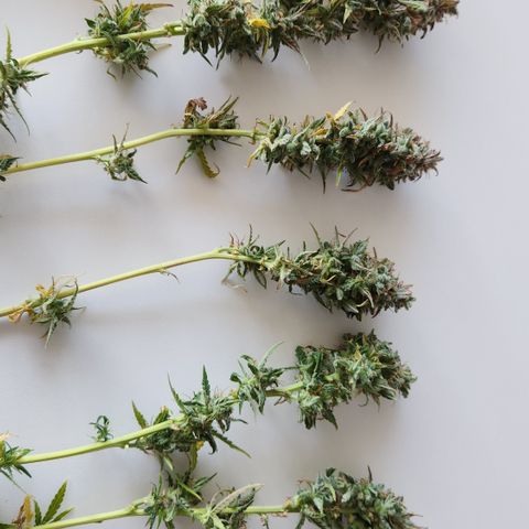 Big Devil Auto growlog photo: Manicurado solo por encima, falta buen manicurado al secar