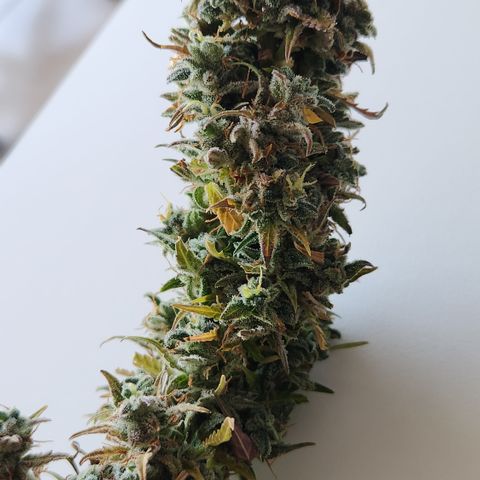 Big Devil Auto growlog photo: Manicurado solo por encima, falta buen manicurado al secar