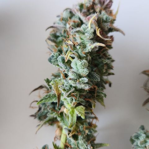Big Devil Auto growlog photo: Manicurado solo por encima, falta buen manicurado al secar
