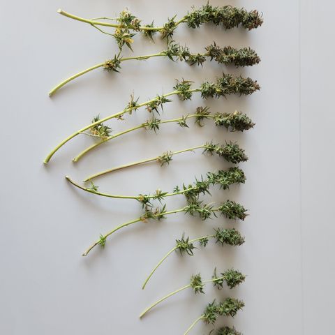 Big Devil Auto growlog photo: Manicurado solo por encima, falta buen manicurado al secar