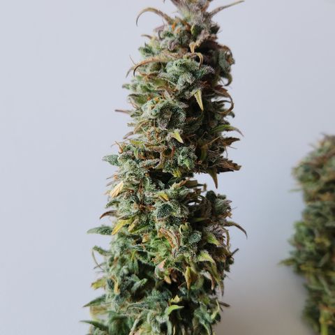 Big Devil Auto growlog photo: Manicurado solo por encima, falta buen manicurado al secar