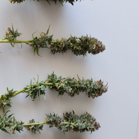 Big Devil Auto growlog photo: Manicurado solo por encima, falta buen manicurado al secar