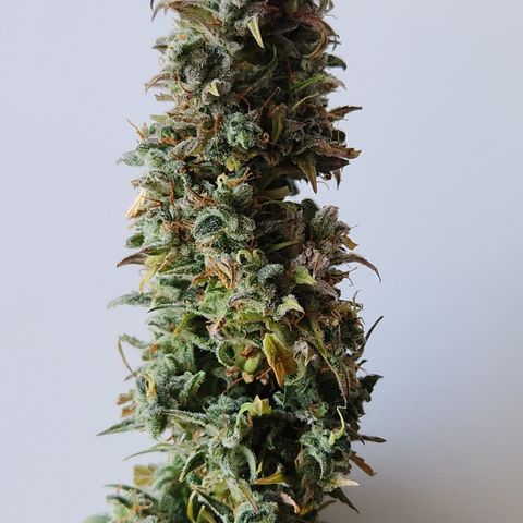 Big Devil Auto growlog photo: Manicurado solo por encima, falta buen manicurado al secar