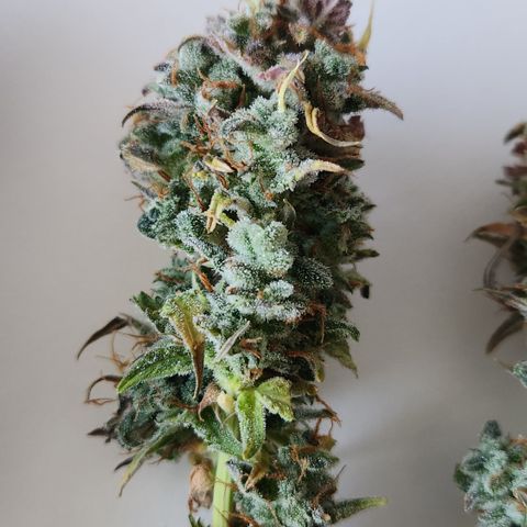 Big Devil Auto growlog photo: Manicurado solo por encima, falta buen manicurado al secar