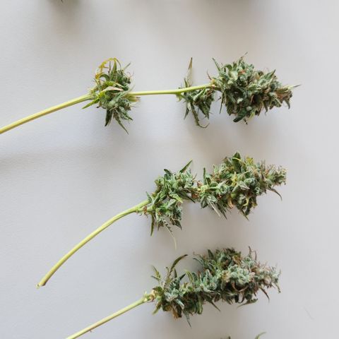 Big Devil Auto growlog photo: Manicurado solo por encima, falta buen manicurado al secar