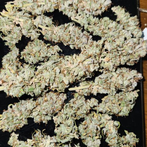 Big Devil Auto growlog timeline photo