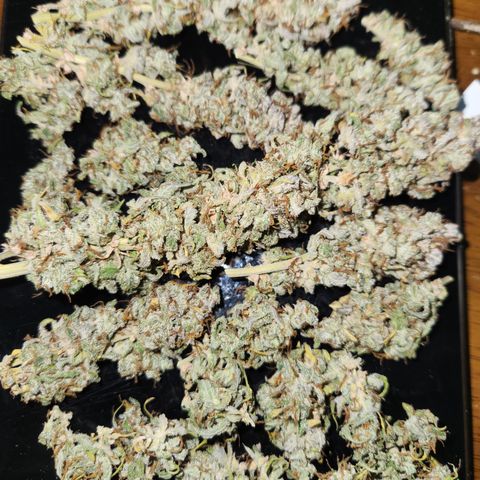 Big Devil Auto growlog timeline photo