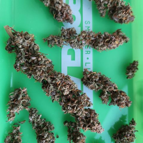Big Devil Auto growlog photo: A curado en bolsas especiales