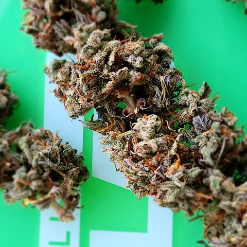 Big Devil Auto growlog photo: A curado en bolsas especiales