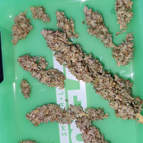 Big Devil Auto growlog photo: A curado en bolsas especiales