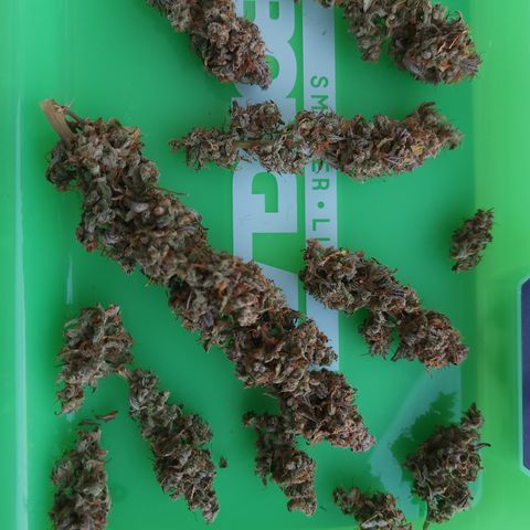 Big Devil Auto growlog photo: A curado en bolsas especiales