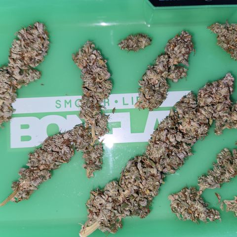 Big Devil Auto growlog photo: A curado en bolsas especiales