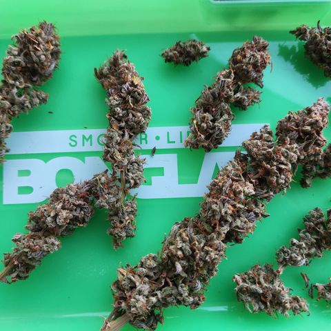 Big Devil Auto growlog photo: A curado en bolsas especiales