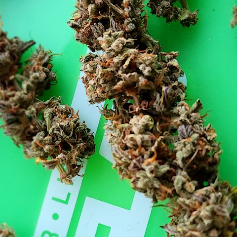 Big Devil Auto growlog photo: A curado en bolsas especiales