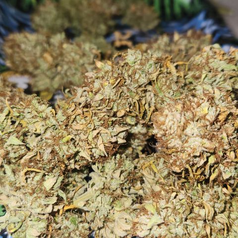 #2 Amnesia Buddha Seeds growlog timeline photo