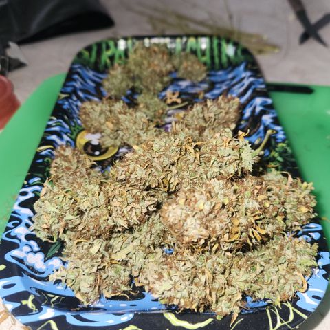 #2 Amnesia Buddha Seeds growlog timeline photo