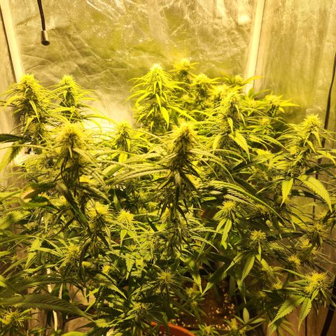 Y Griega Fem #1 growlog timeline photo