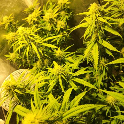 Y Griega Fem #1 growlog timeline photo