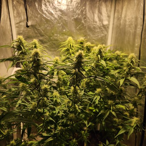 Y Griega Fem #1 growlog timeline photo