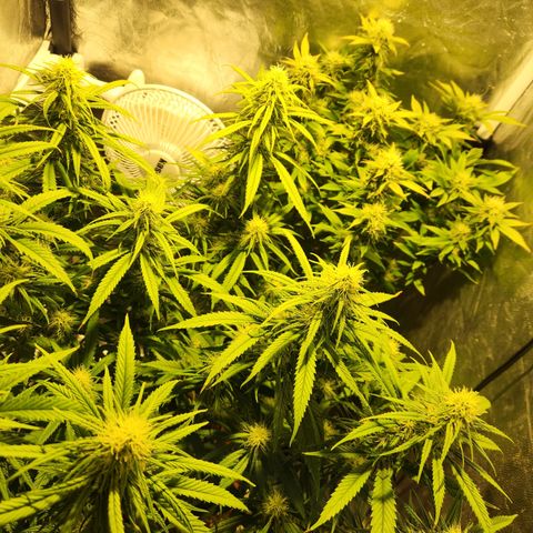 Y Griega Fem #1 growlog timeline photo