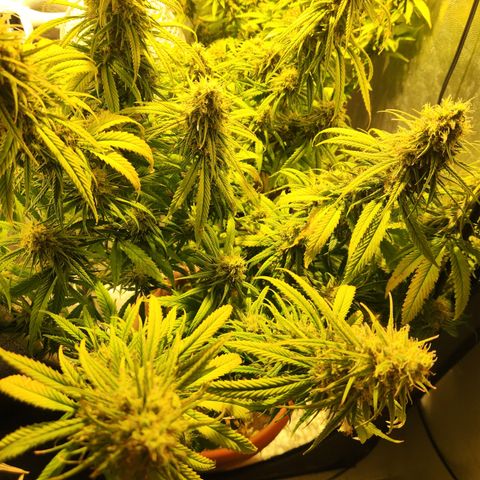 Y Griega Fem #1 growlog timeline photo
