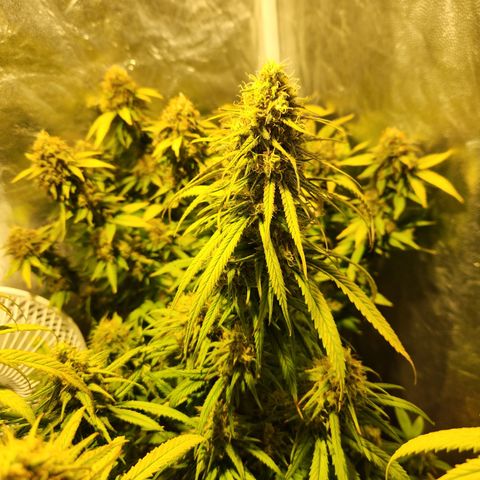 Y Griega Fem #1 growlog timeline photo