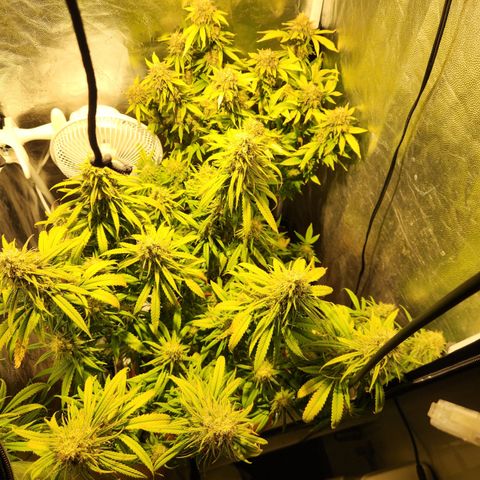 Y Griega Fem #1 growlog timeline photo