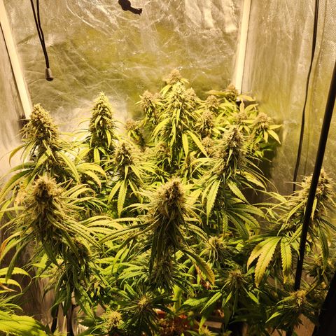 Y Griega Fem #1 growlog timeline photo
