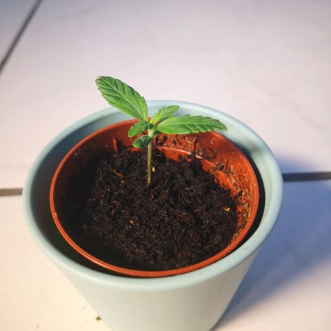 White Widow Automatic growlog timeline photo